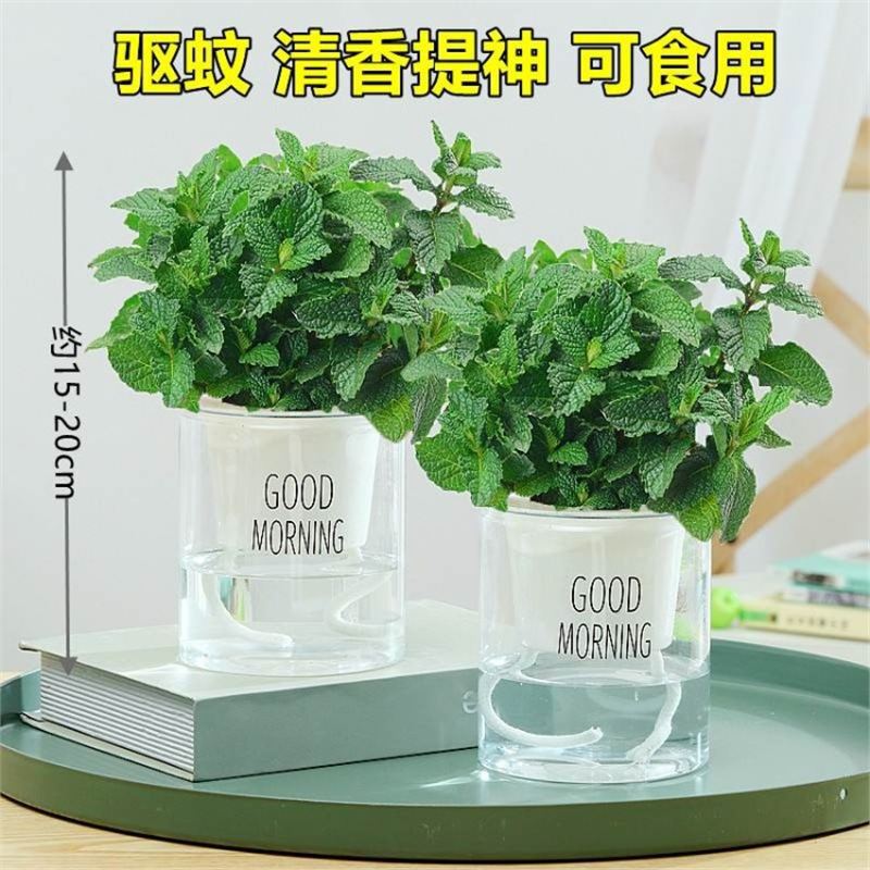 Lemon Mint Potted Edible Rosemary Mint Leaf Seedlings Mosquito Repellent Grass Hydroponic Easy to Grow Florals Indoor Green Plants