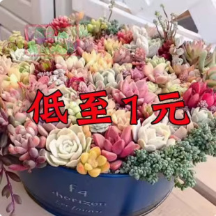 �ҵ��¿�һ����ϡ��Ʒ�N�F؛�M����������ֲ��΢���^�������b