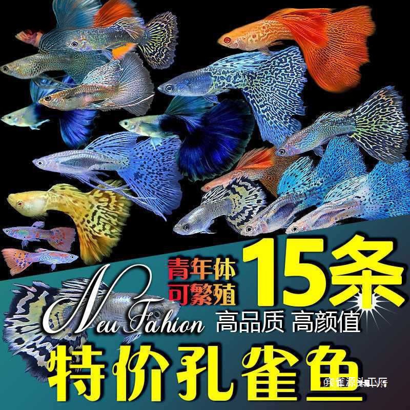 孔雀鱼活物纯种观赏鱼宠物鱼淡水小型鱼热带鱼苗好养耐活金鱼宾雀