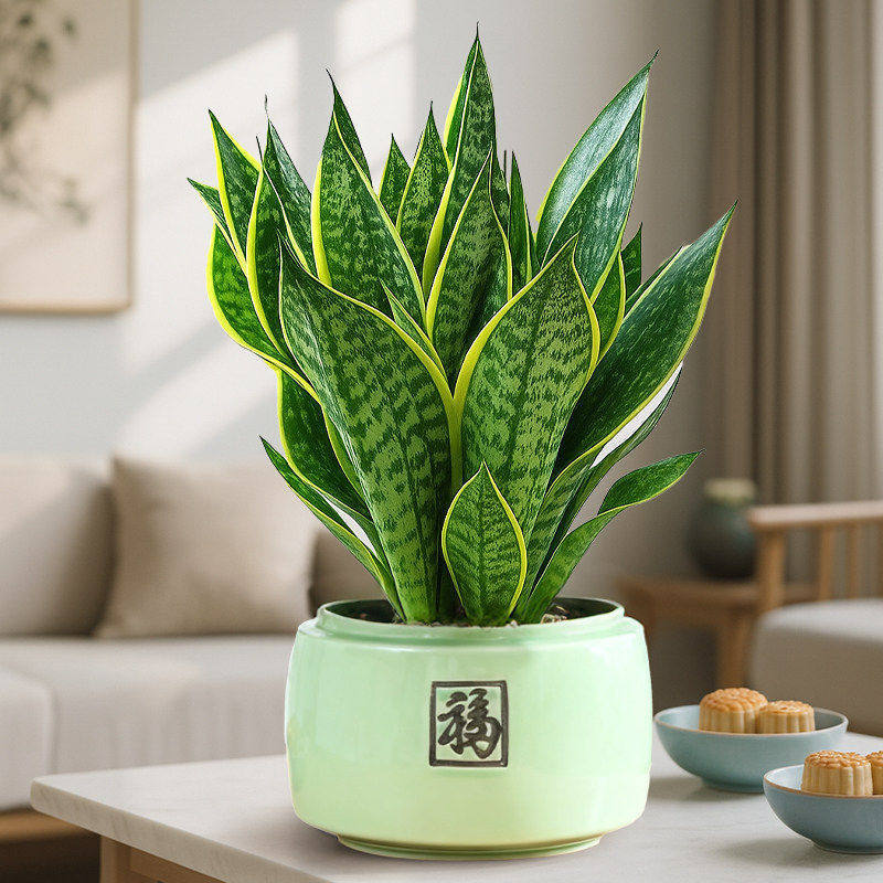 Select a+ grade gold-rimmed tiger orchid + green fu character ceramic basin + pottery capsules + fertilizer
