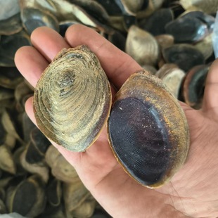 �����ϸ����ș�ú����w�݅�500g�ŷ����y���㌣����Ȼ��������l