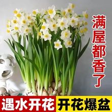 正宗漳州水仙花盆栽耐寒室内水养种球水培年宵花花卉浓香型好养活
