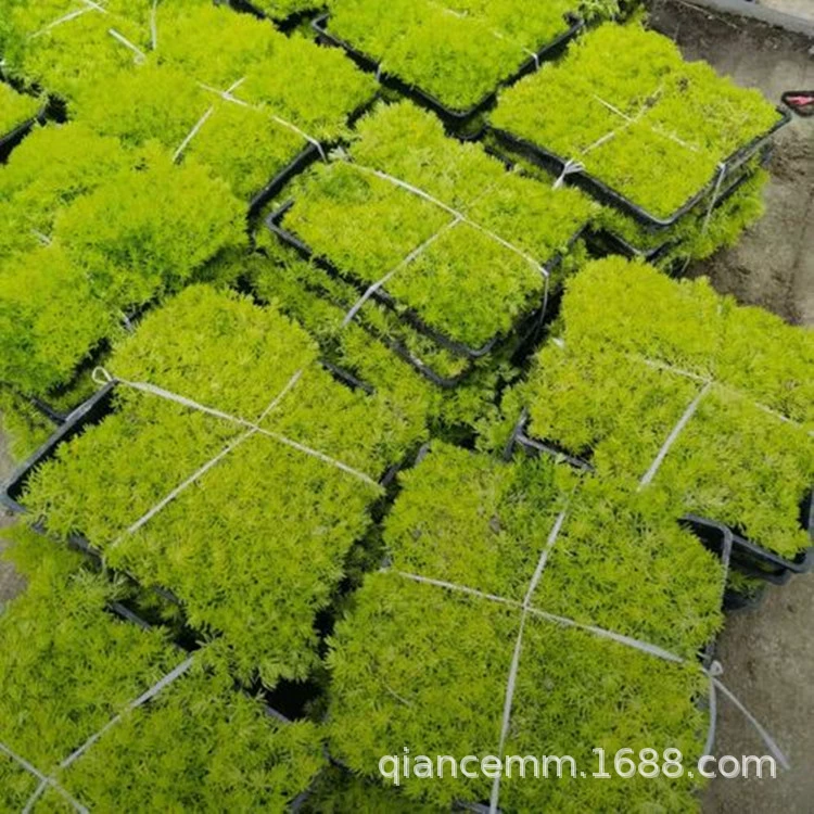 Саженцы травы Будды тонкая снежная вечная трава