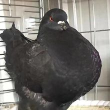 纯种元宝圆环鸽大体鸽子特大活物一对种鸽活体巨型肉鸽包下蛋包活