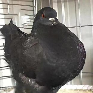 ���NԪ���A�h�����w�����ش����һ���N�����w�����������µ�����