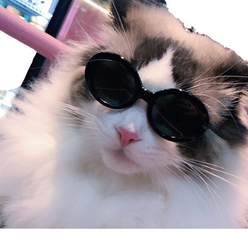 ペットサングラス猫モデルファッション愛メガネサングラス犬ビーチ海辺写真サングラス卸売|undefined