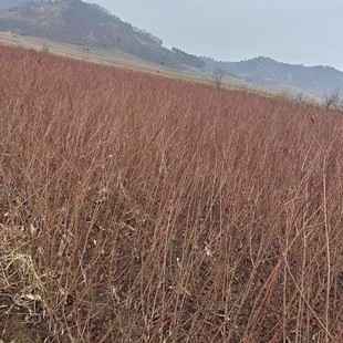 The Base Supplies Red Leaf Plum Hedging Seedlings, Cuttings, Small Hedging and Greening Seedlings