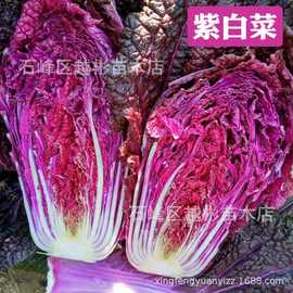 新品种营养紫色大白菜种子原装正品紫玉白菜紫籽含花青素有机蔬菜