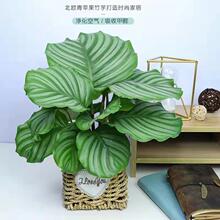 OGֲˮ^~BkҼҾԬFsֲ