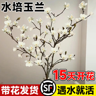 �����m��ˮ���r֦�t÷�һ�֦֧������ѩ����֦ˮ�B�҃��ͺ��r�л�