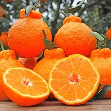 正宗四川耙耙柑5斤橘子新鲜时令水果柑橘当季杷杷柑多规格可选