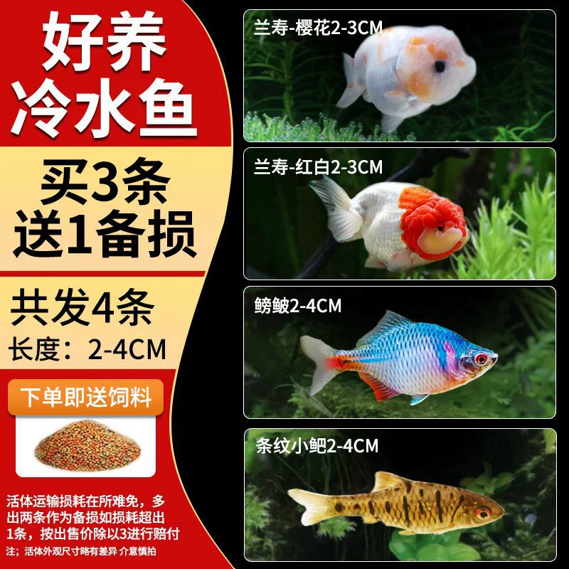 Саженцы холодноводной рыбы Yulan Shoujian, живая рыба, мелкая пресноводная, хорошее кормление, живая рыба Lili, Manlonfish