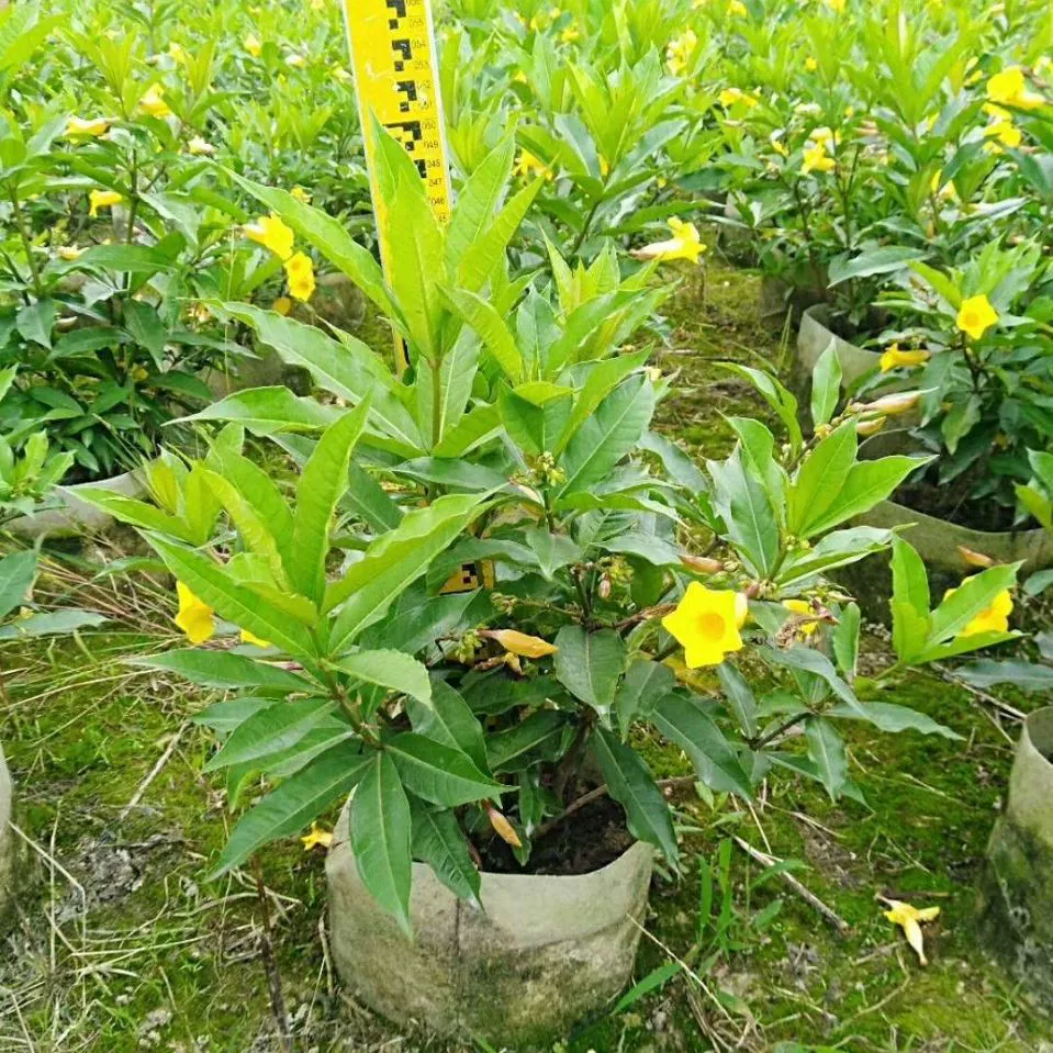 906 Поставка твердых ветвей желтого сверчка 50-120 см мешок саженцы золотой цикады цветочный кустарник