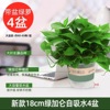 Green Loopen Potted Base Direct Direct Direct Plants Nagoto Hanging Green Bad New House Households to eliminate formaldehyde water