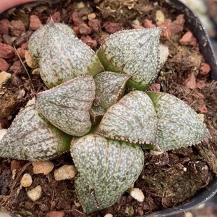 Jade Silver White Longevity Japanese Green Plant Potted Landscape Succulent Plant Greenhouse Wholesale Agave Cactus Succulent