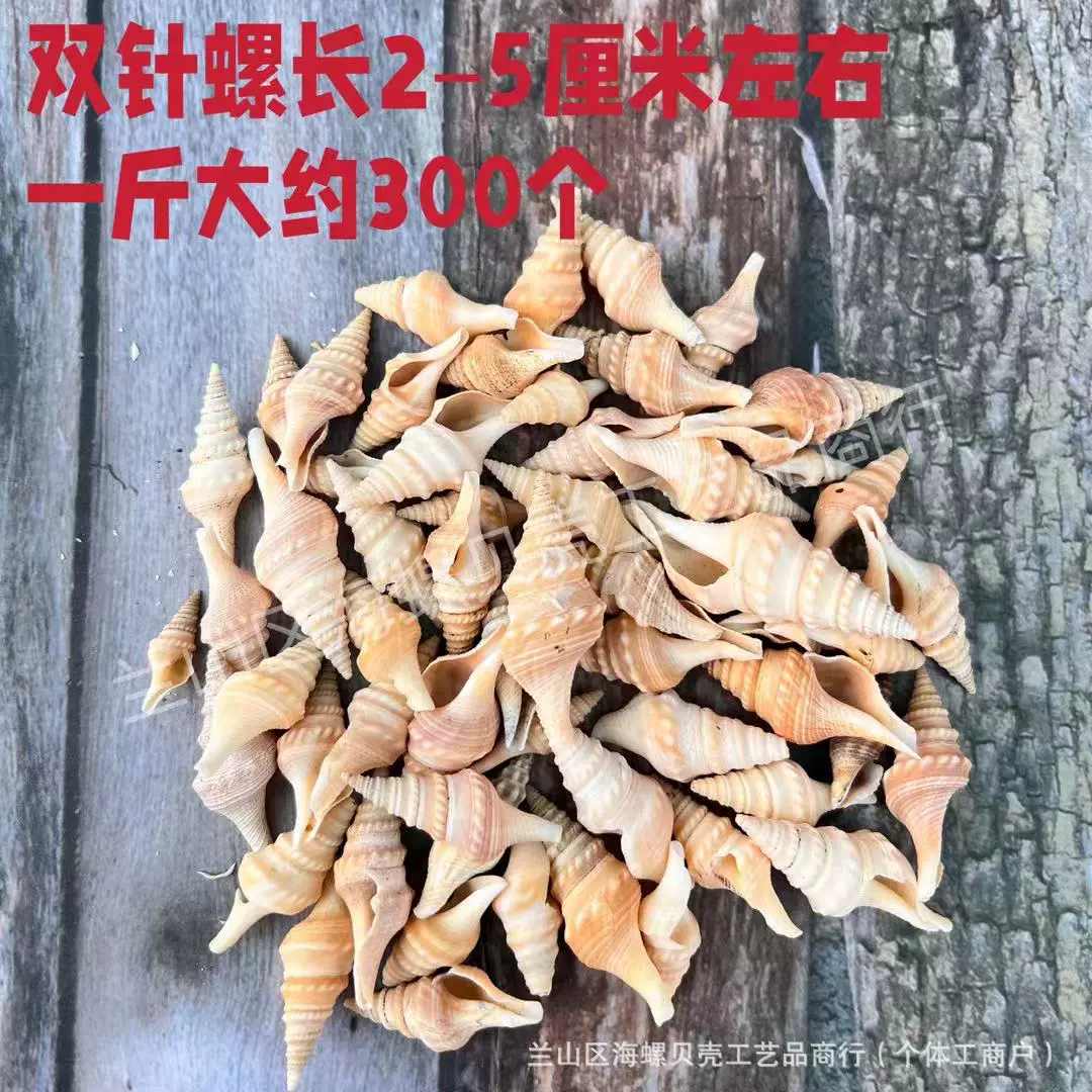 Shell Natural Shell Conch Stars Drifting Bottle Shell Crafts Wholesale Diy Handmade Shell Materials