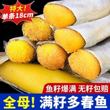 生鲜多春鱼满籽新鲜多籽鱼冷冻鱼籽海鲜海鱼烧烤商用食材批发鱼籽