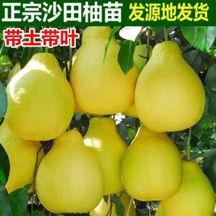 Authentic Rong County Shatian Grapefruit Seedlings Wholesale Grafted Grapefruit Saplings Yellow-Skinned White-Fleshed Grapefruit Seedlings Planted in Southern Fruit Trees