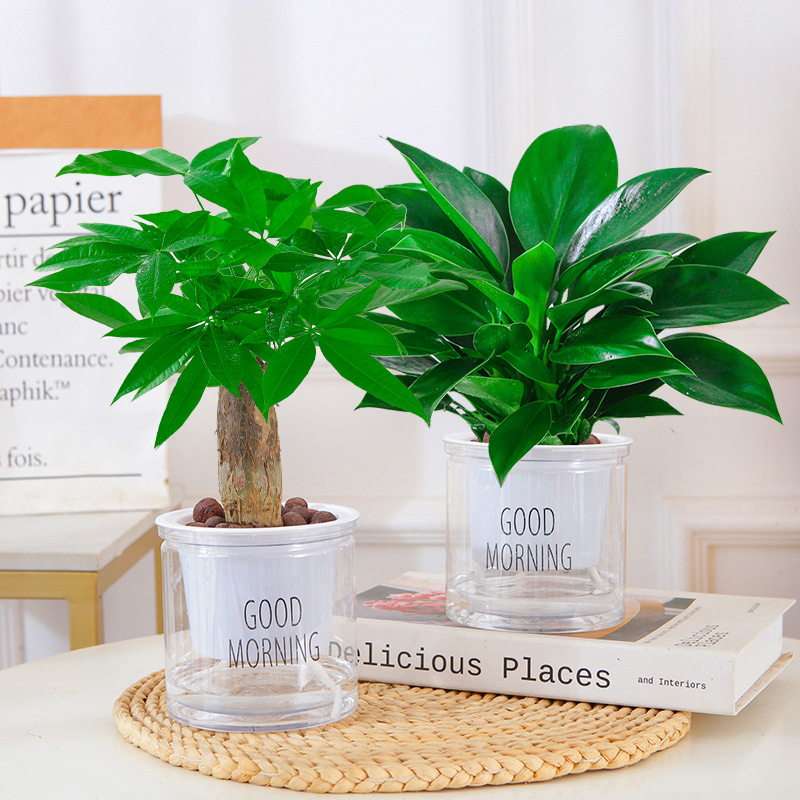 [특가] 골든다이아몬드 + 머니트리(굿모닝 세면대) + 영양액