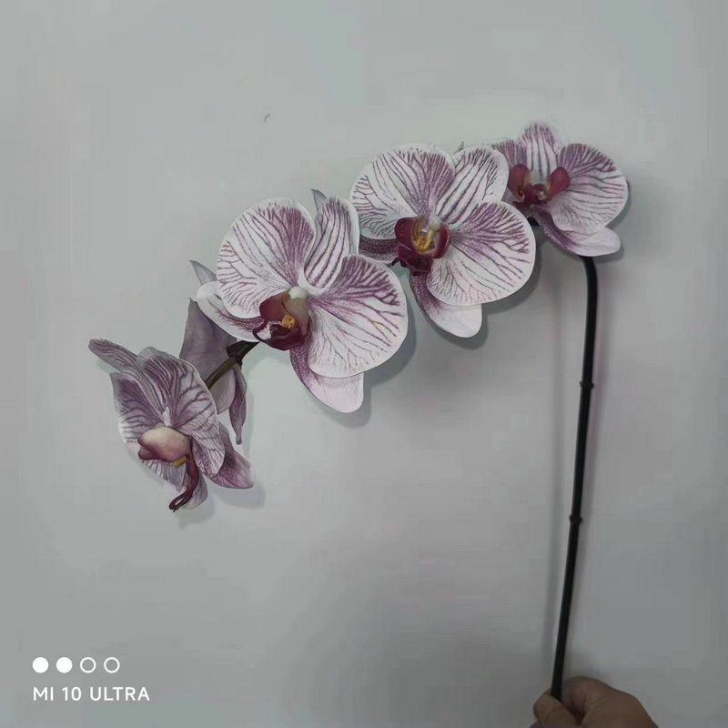110414白紫