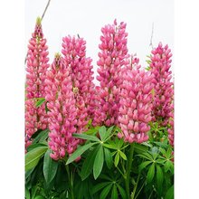 粉色羽扇豆种子鲁冰花花种籽子四季播种开花庭院易种盆栽阳台花籽