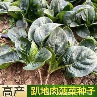 �t��ſ�ز��˷N����Ʒ�N���ز����ﶬ���t�������׷N�͟��ͺ��˷N