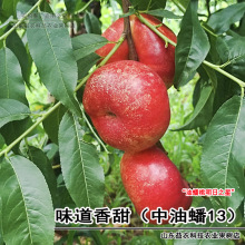 桃树苗大嫁接中油蟠13号油蟠桃早熟大果味甜南方北方种植当年结果