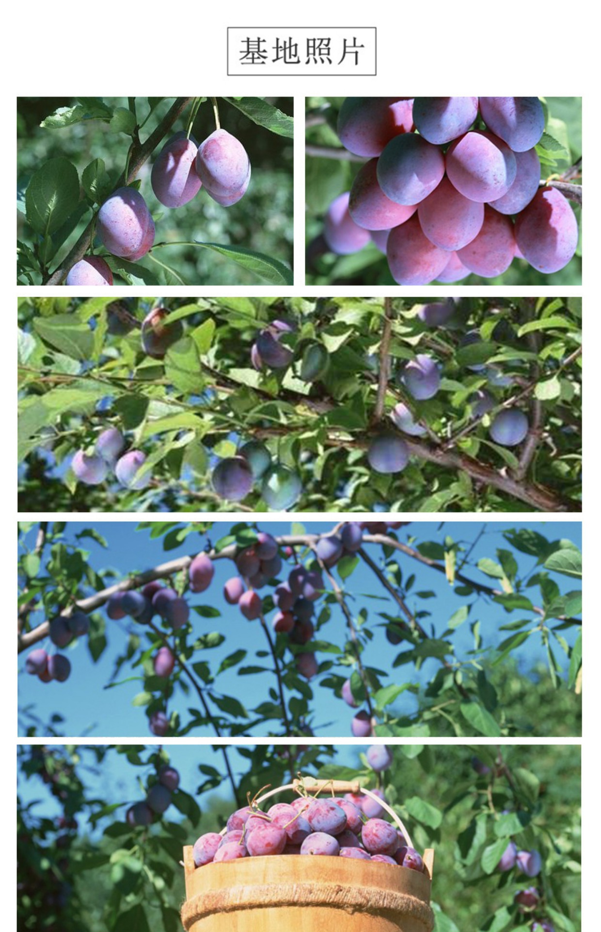 Smoked Dried Dark Plum Wu Mei 500g Bulk Traditional Sour Plum Drink Herb quality and texture