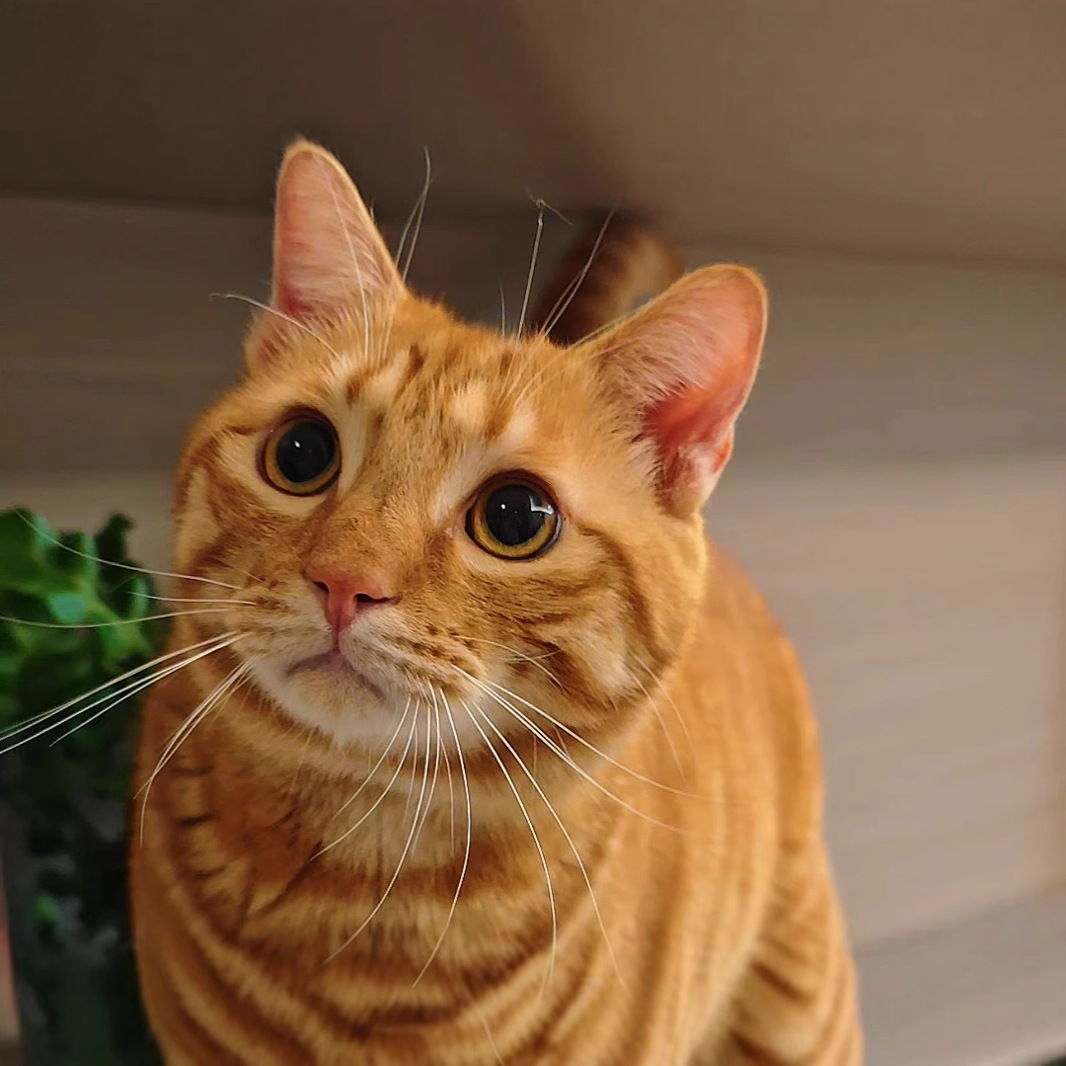 商机品001-行家选门槛满足