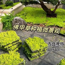 ��ɳ�����Ҵ�������ر�ֲ���Ͳ�̤�ͺ���ײ����A����ͥԺ�G����