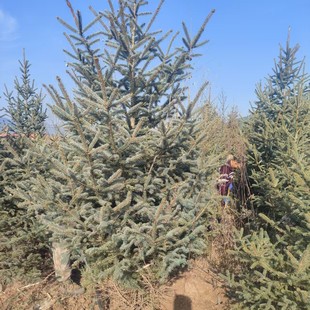 �ɼ��ľ���l���}�Q�������ͺ����G���ɼ������Ի������l