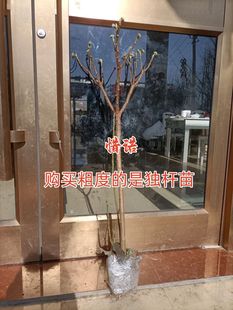 fragrant flower sapling garden plant flower potted potted plant dream winter flower knotted flower trigeminal wood winter flowering hardy