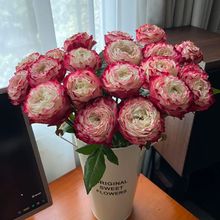 玫瑰鲜切花云南鲜花基地新鲜发货家庭水培鲜花批发弗洛伊德亚马逊