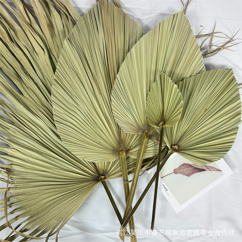 Fuente de la fábrica flor seca hoja de cola hoja de palma color primario planta girasol hoja ventilador decoración suave decoración de la boda centro comercial adornos