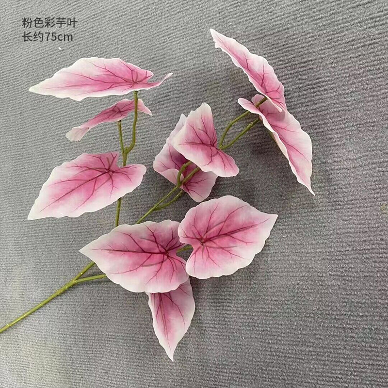 분홍색 토란 잎 한 가지
