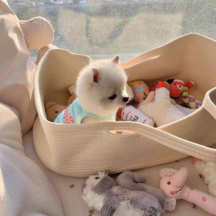 애완 동물 바비 스트랩 고양이 옷 봄과 여름 안티 헤어 귀여운 콘트라스트 컬러 아이스 조끼 골드 그라디언트 독일 개