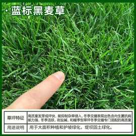 批发耐寒耐旱多年生蓝标黑麦草草种球场高速护坡复绿化草籽种子