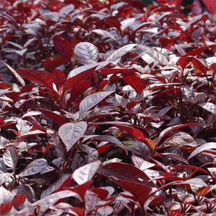 Wholesale Nursery Red Leaf Plum Seedlings, Dense Branch Purple Leaf Plum Saplings, Red Leaf Plum Cup Seedlings, Plug Seedlings, Mountain Side Cuttings Seedlings