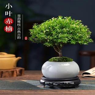 С�~����Ϙ��辰��ֲ�ﻨ��΢���^ˮ���k���҃Ⱥ�V�B�ļ�������