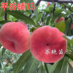 ��Ҙ����޽�ƽ���13̖��Ҙ����ش�ʮ��̖�����ͥԺ���Ե���