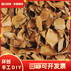 自然干树叶自然落叶枫叶竹叶枯树叶标枯叶装饰拍摄道具真叶子