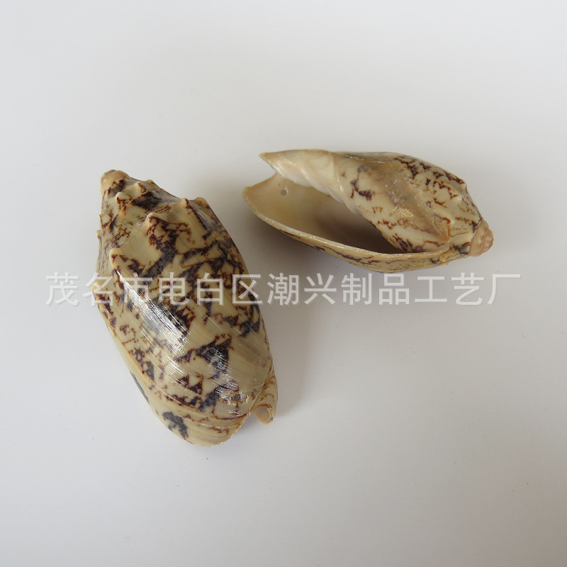 About 30 pieces of small emperor snails 6-6.5cm per kilogram
