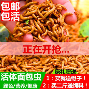 ����x���w�S���x���w�N�x���~�����}������ʯ���B������N�Bֳ