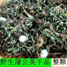 蒲公英整棵干的蒲公英茶500g100g浦公英婆婆丁新货