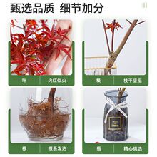 �t��ˮ��ֲ�������ļ����B�Gֲ�����Ϙ��͏d�k�����̨�^�~ֲ�ﻨ