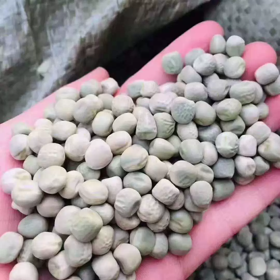 Сухой горох бегает по рекам и озерам