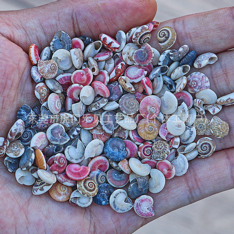 Concha Daquan natural con cera de pescado, materiales decorativos mediterráneos DIY al por mayor