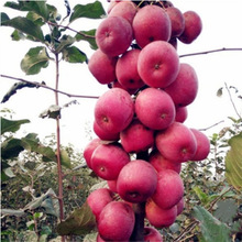 O̫һ̖޽ӰϷļNֲԵO