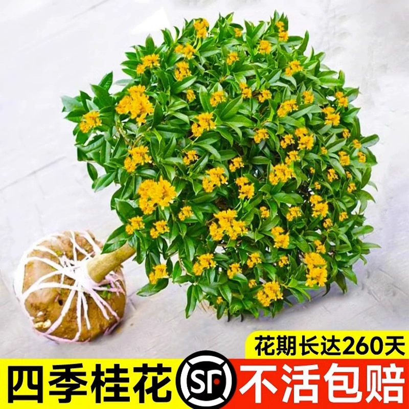 Саженцы османтуса, сад круглый год, золотой османтус, посадка на земле, север и юг, в помещении и на открытом воздухе, агаровый дерево, османтус, зеленое растение, цветок, растение в горшке