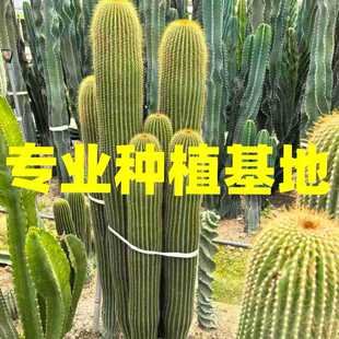 �����O�������Ʒֲ���Ͷ��{ֲ�� Ⱥ�������������ɳ��ֲ�����l